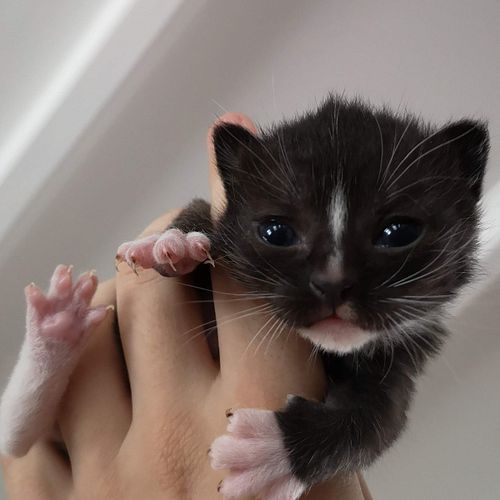 cat monkey