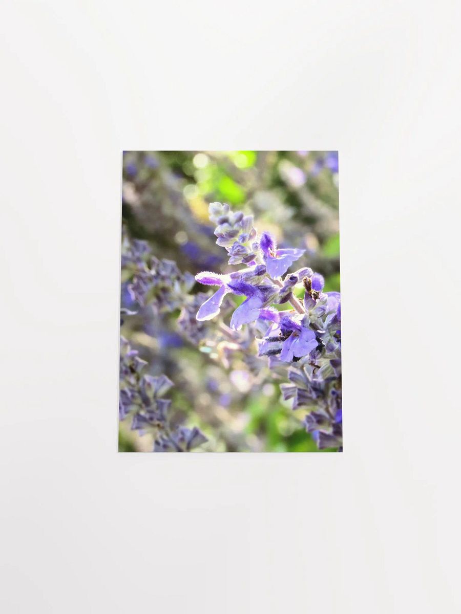 Wisteria 2 product image (44)