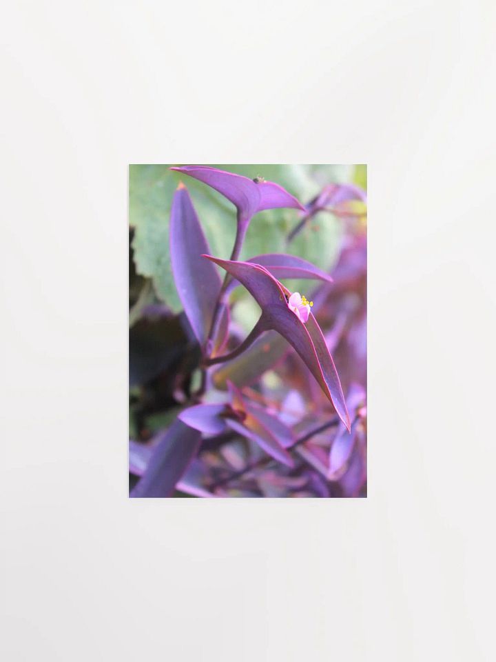 A Study in Flowers 9 product image (1)