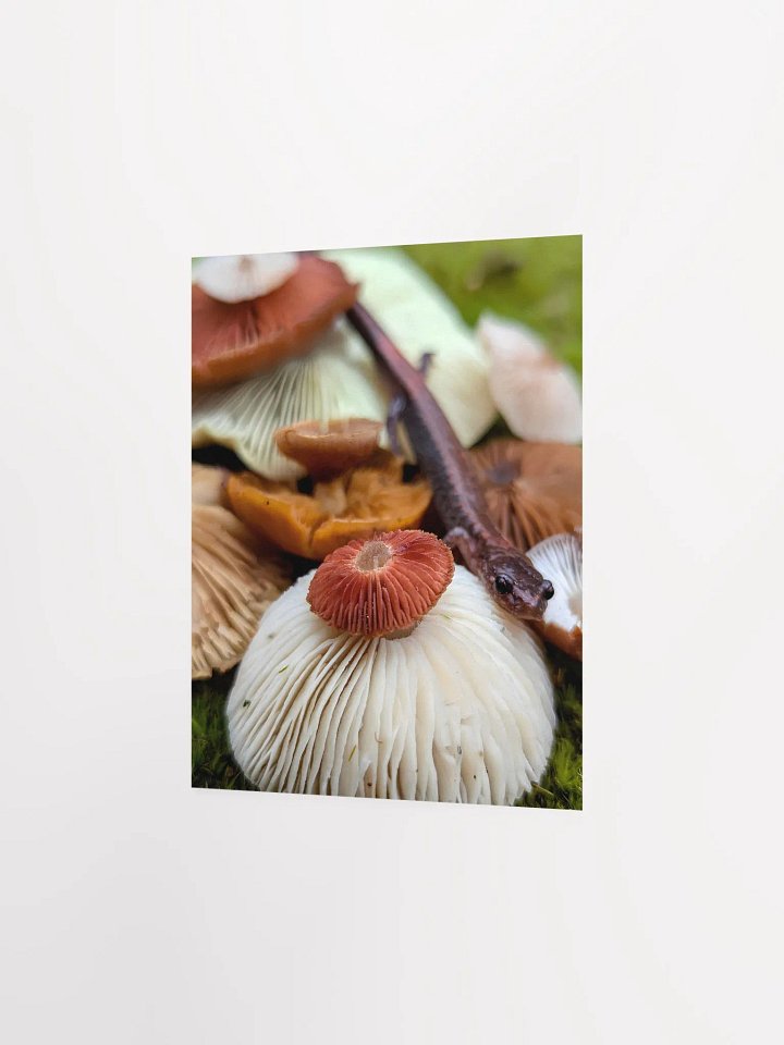 Salamander & Gills 2 (Print) product image (9)