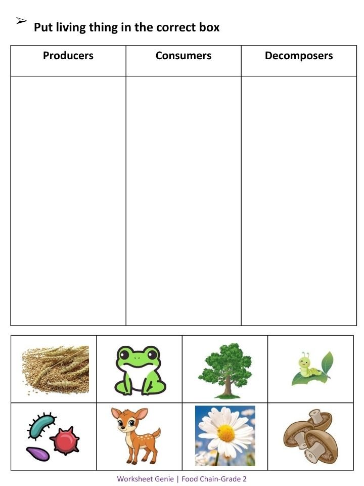 Food Chain Pack - Comprehensive 2nd Grade Science Unit product image (3)