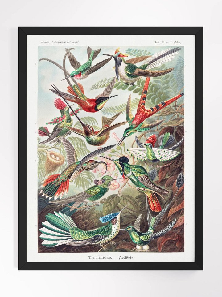 Kolibris product image (1)