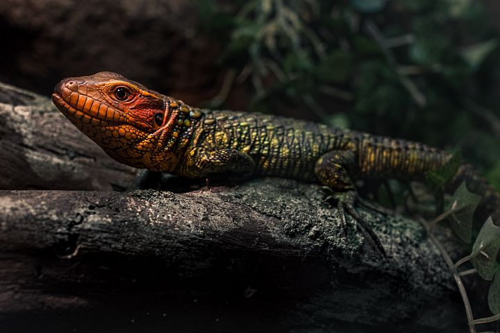 Baby Caiman Lizard product image (1)