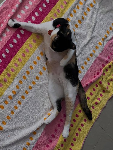 Remember to stretch before your workout routine. 

-Catty