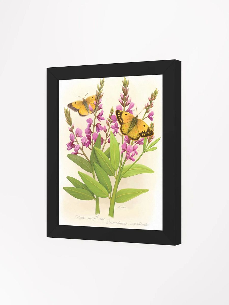 Orange Sulphur Butterflies product image (34)