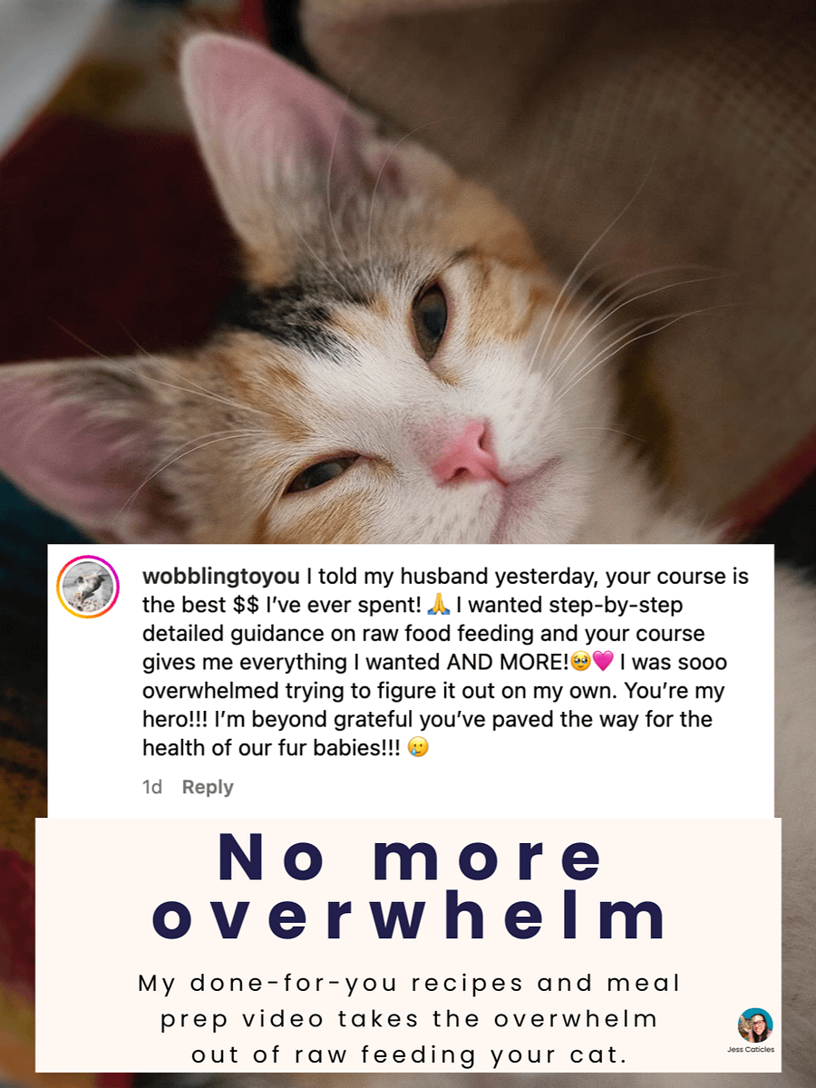 Raw Cat Starter Pack Digital Magazine ~ Simple Raw Feeding Cats PDF Guide with 2 DIY Raw Recipes for Beginners product image (8)