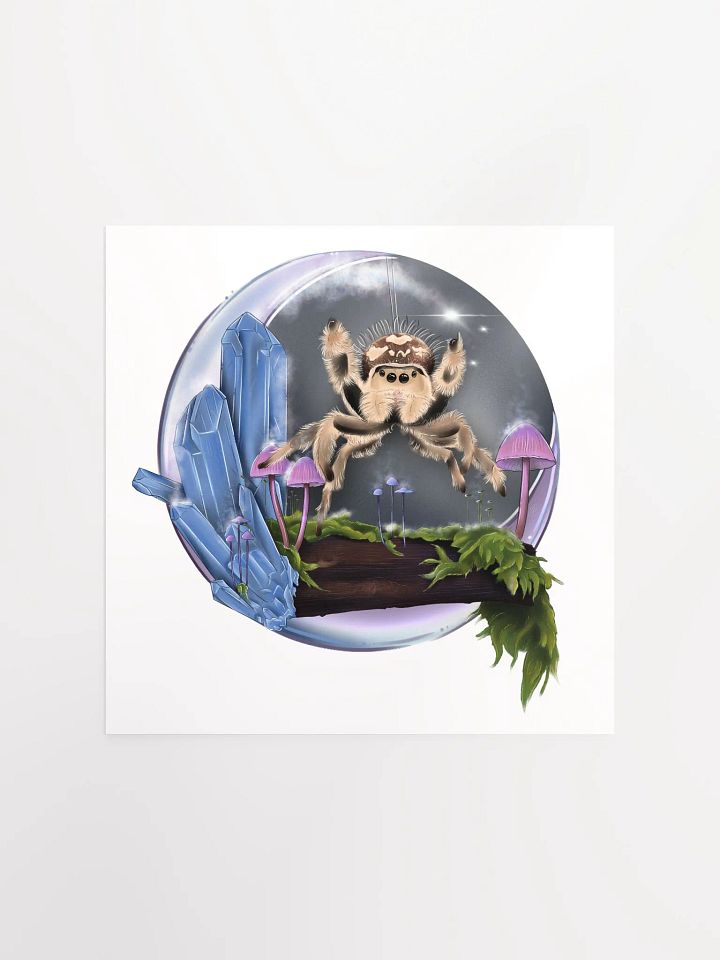 Phidippus regius product image (3)