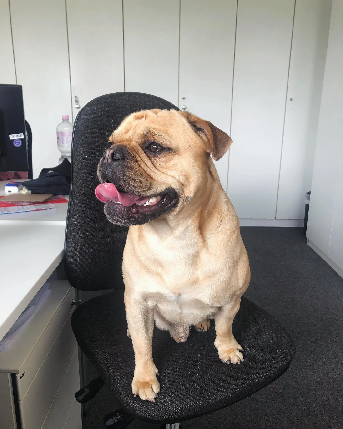 Look at Tony the cutest office dog 🐕 ♥️ #doglover #pug #office #streamer #dogsofinstagram #pugsofinstagram #puglife #puglove ...