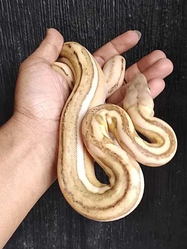 Python Phantom Tiger Platinum product image (1)