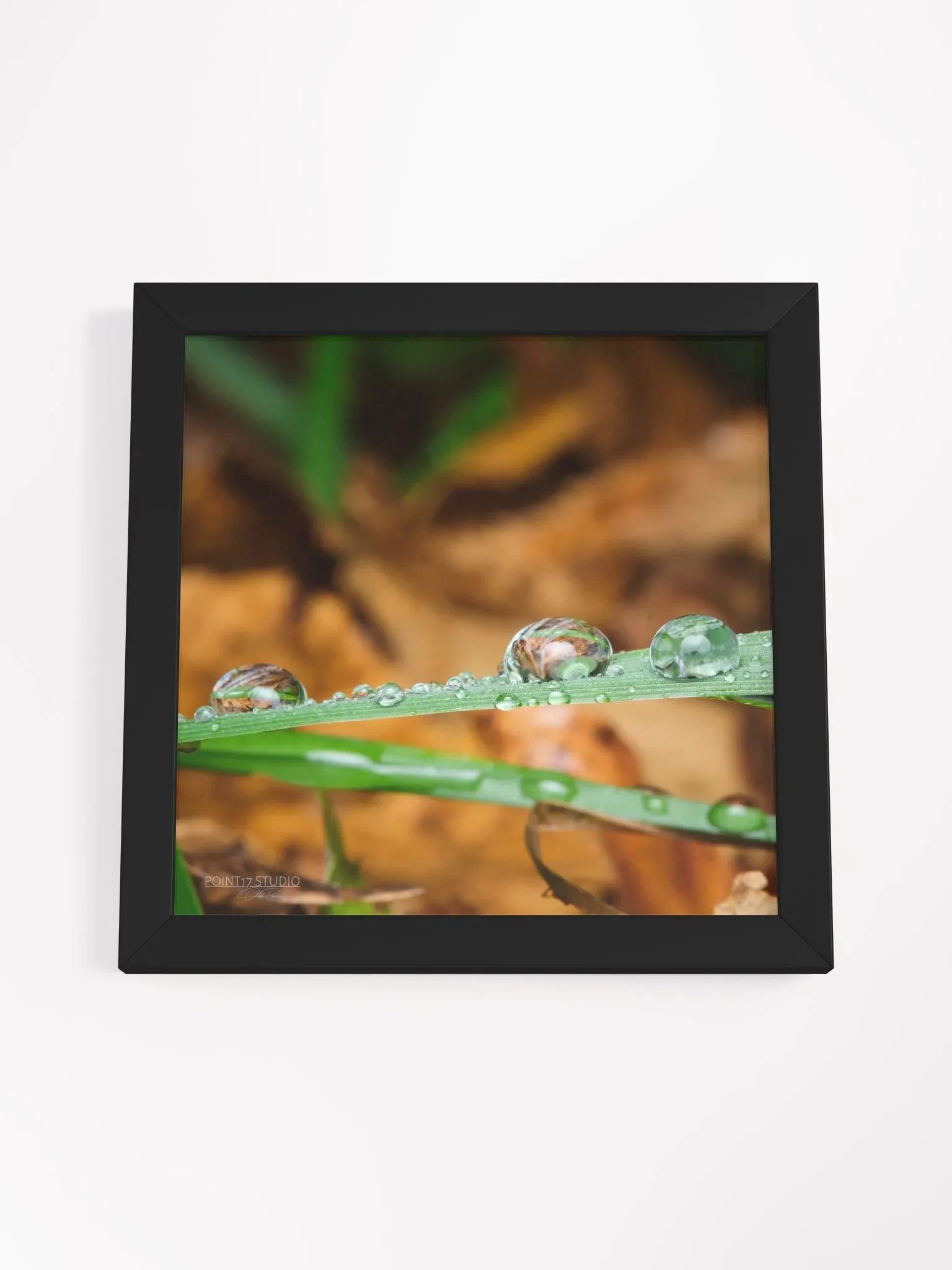Dew Gems #11 - Framed Print product image (4)