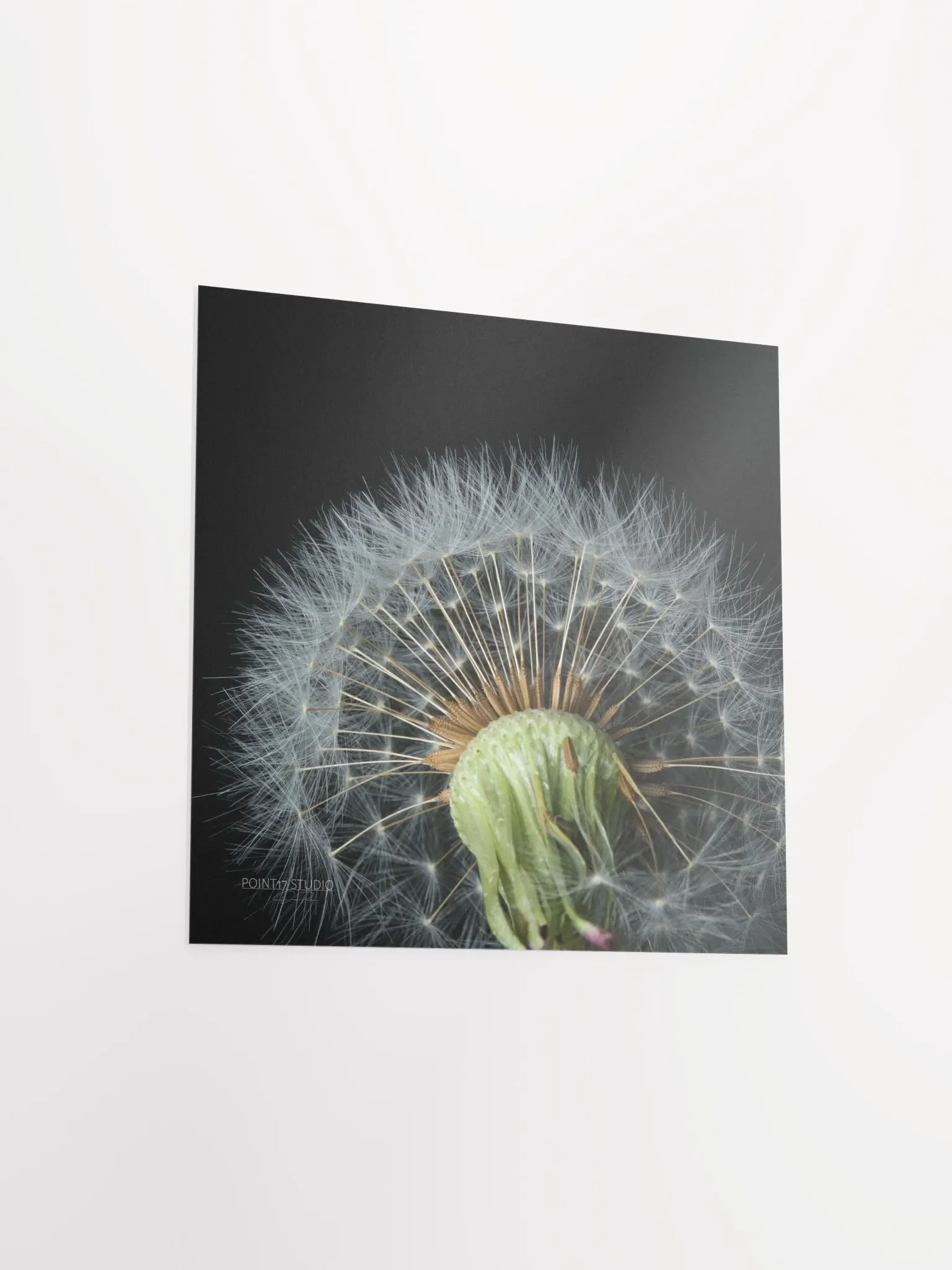Dandelion #4 - Print product image (9)