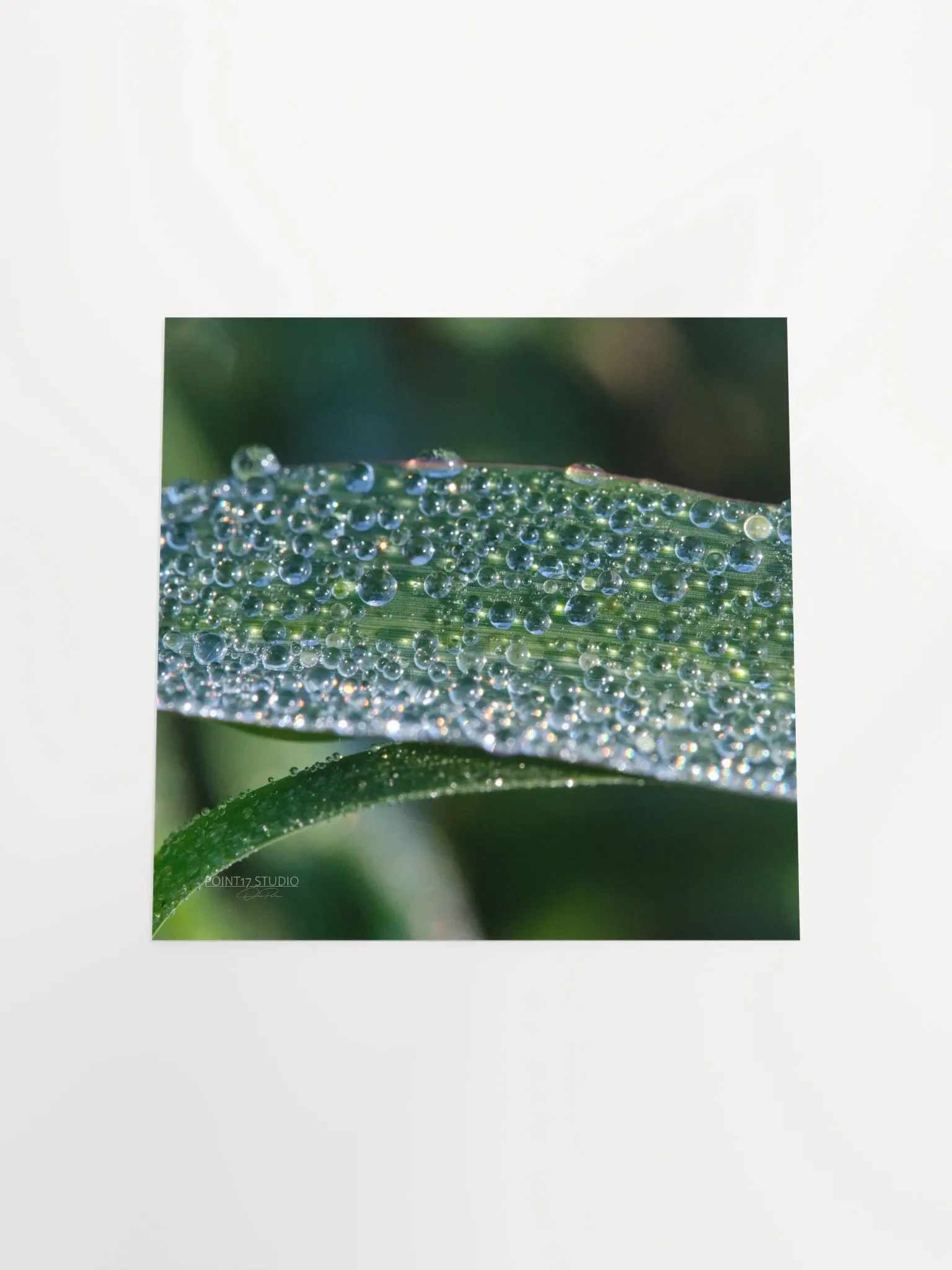 Dew Gems #1 - Print product image (10)