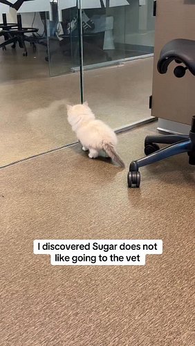 Sugar just wanted to go home