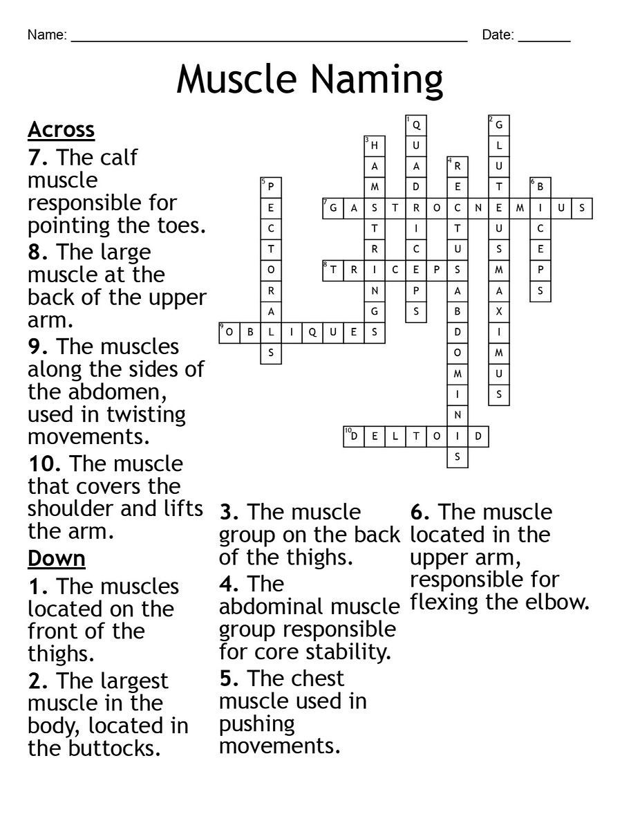 Muscle Naming Crossword Puzzle: Fun Anatomy Activity product image (2)