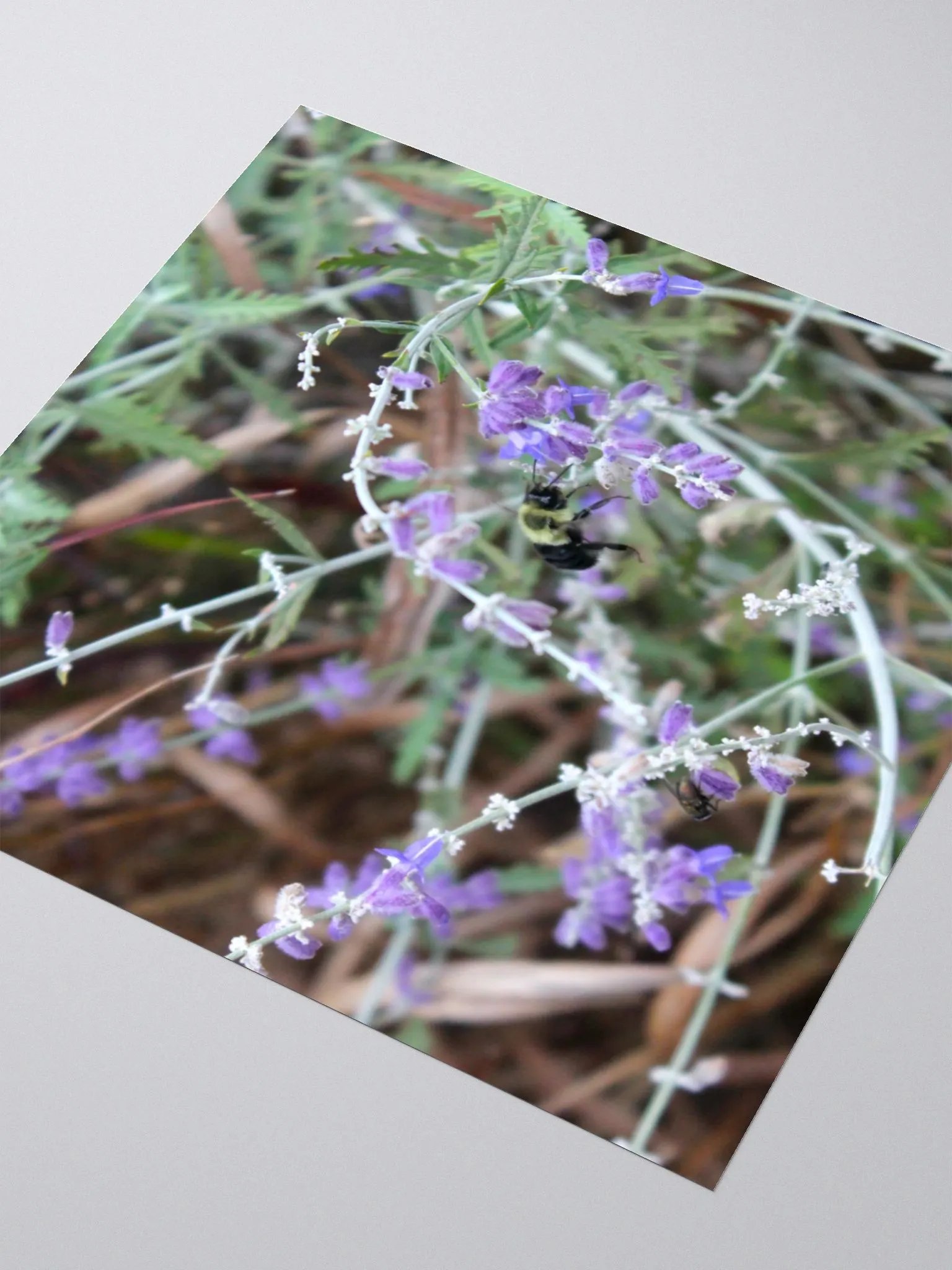 A Study in Flowers 12 - sticker version product image (12)