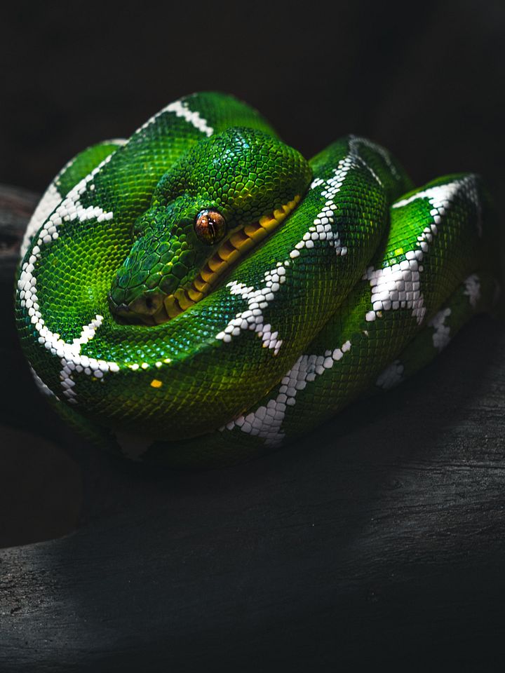 Amazon Basin Emerald Tree Boa #1 product image (1)