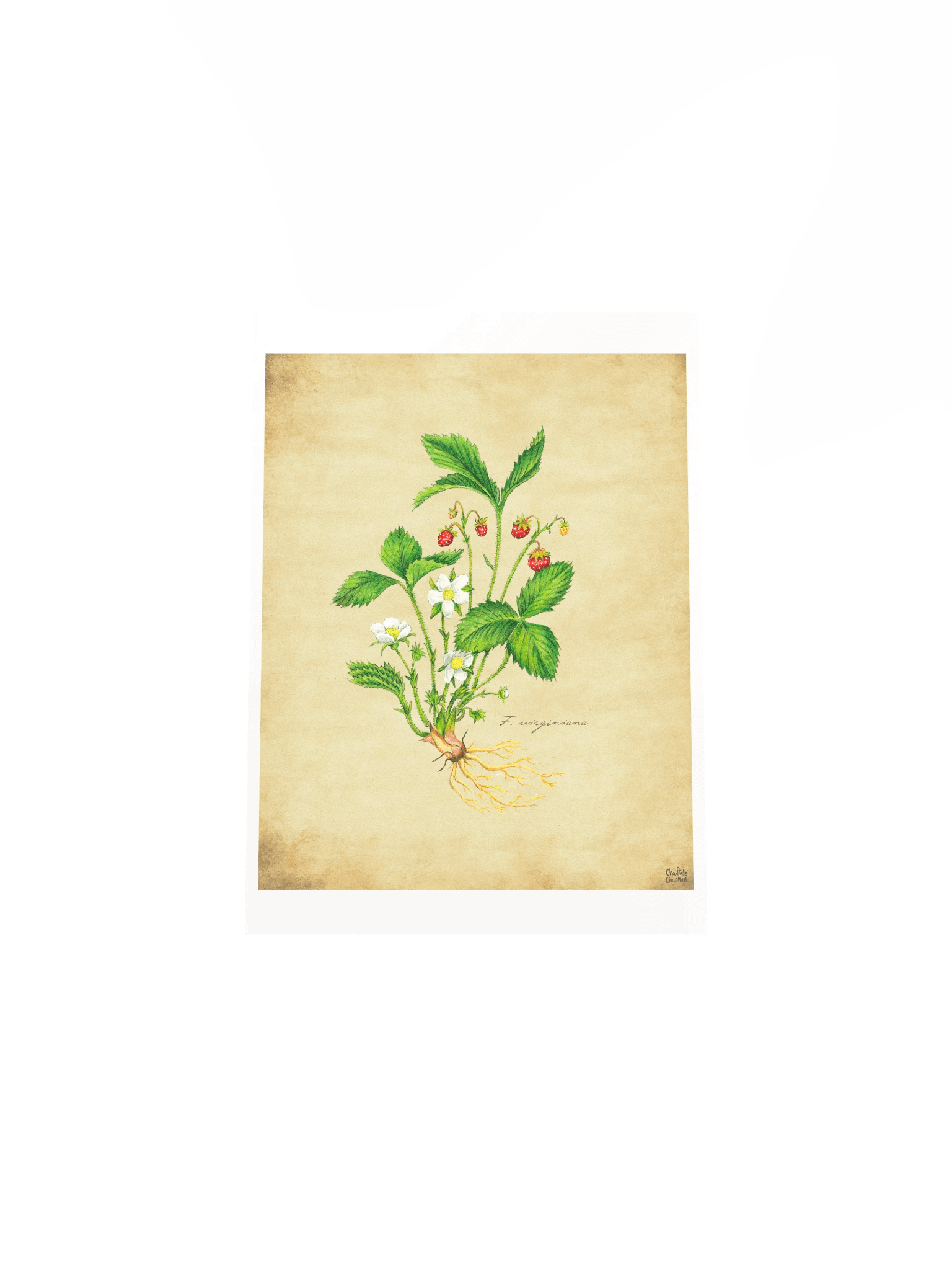 Wild Strawberry - Art Print product image (5)
