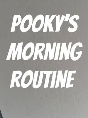 #pookythesquirrel #squirrel #morningroutine 