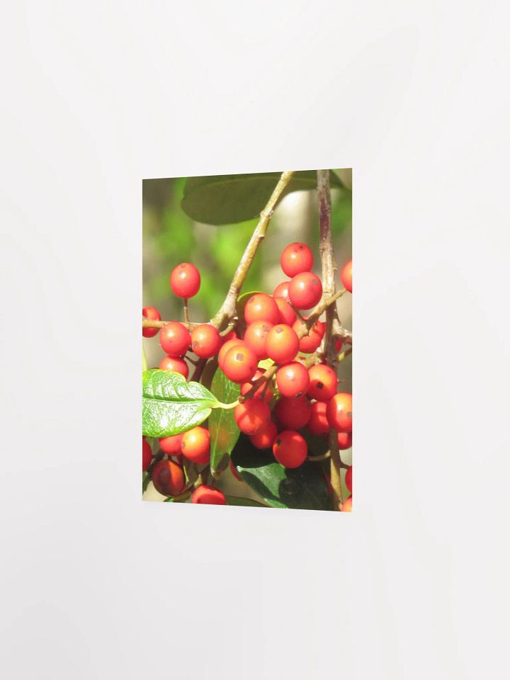 Ilex Cassine product image (22)