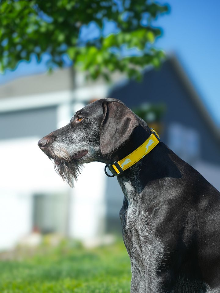 Pineapple Yellow Collar product image (3)