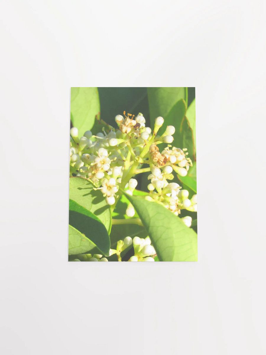 Sweet Viburnum product image (44)