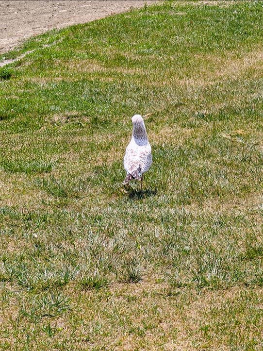 Seagull Takes A Stroll (50MP Photo Digital Download - Corner+ Exclusive) product image (1)