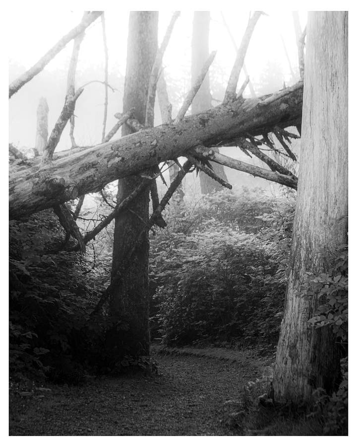 OLYMPIC PENINSULA #02 product image (1)