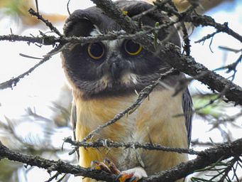 Northern Saw-whet Owls
