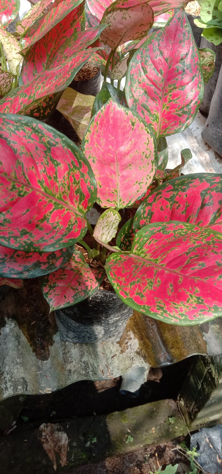 Tanaman bunga aglonema red anjamani product image (1)
