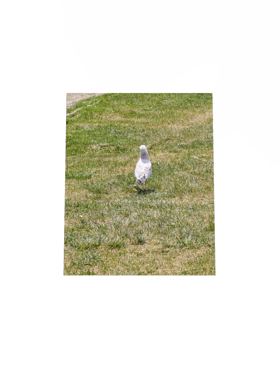 Seagull Takes A Stroll (Enhanced Matte Poster) product image (14)