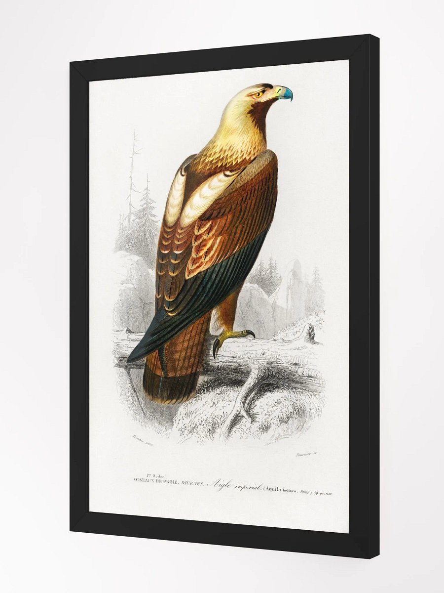 Eastern imperial eagle product image (8)