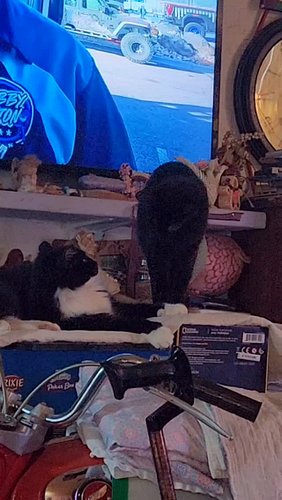 I caught the girls doing this #tinahartart #catplaying #catsplayfighting #catsofinstagram #foryoupage #foryou #fyp