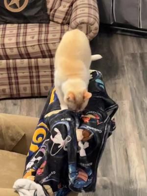 It’s rodeo time! 🤠🐎 #catdad #catlife #louisianasaturdaynight #funny #cats 
