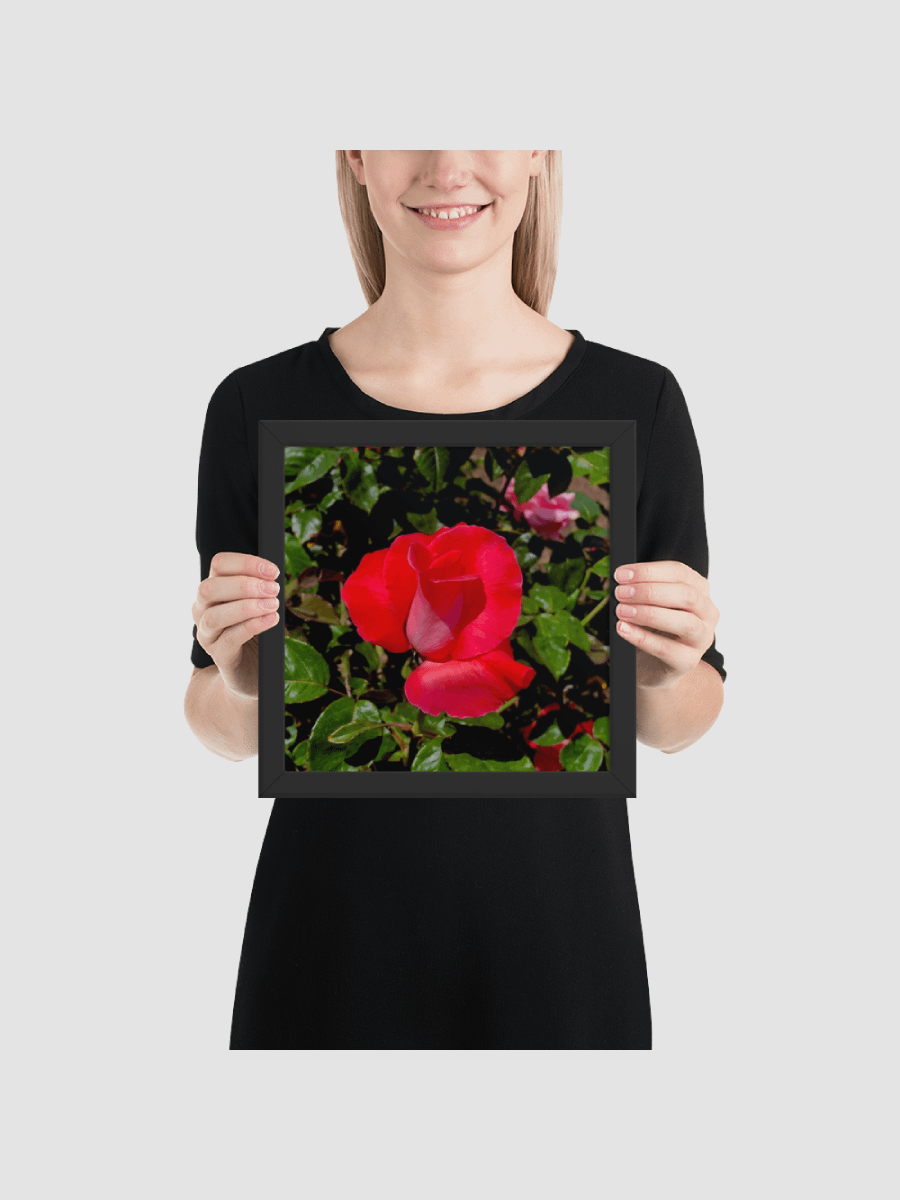 Blooming rose Framed photography Poster product image (2)