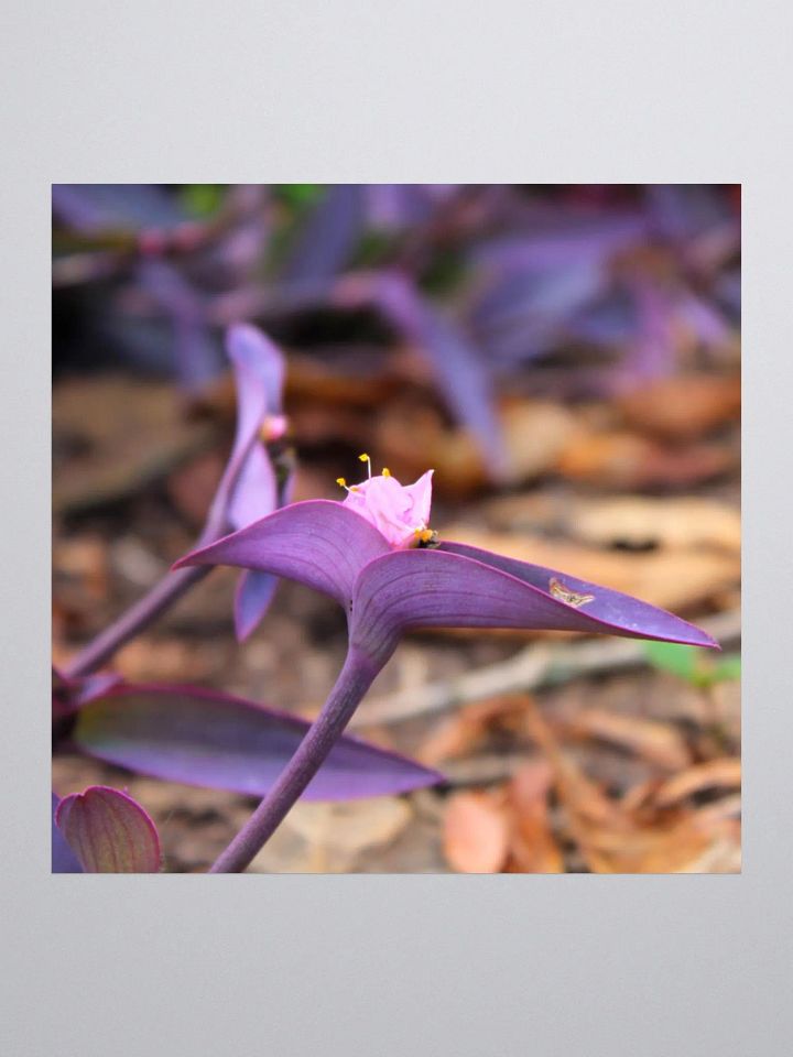 A Study in Flowers 8 - Sticker version product image (3)