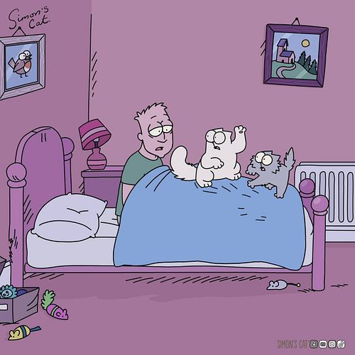 No one: 
Cats at 4 in the morning: