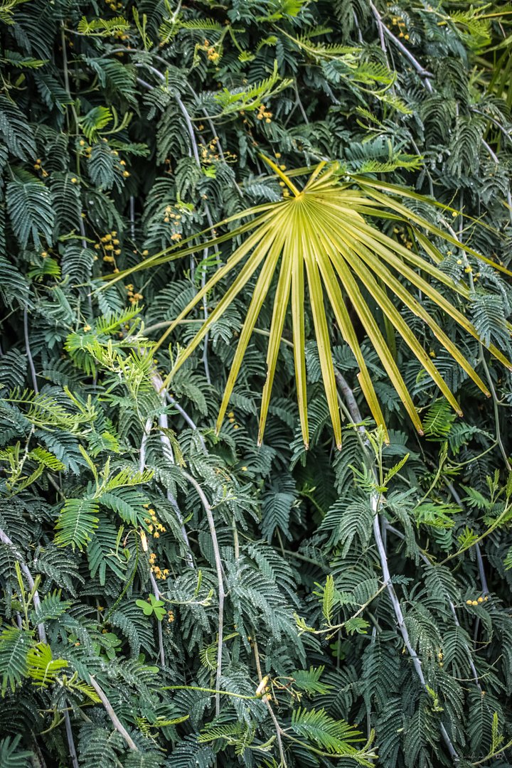 Fine Art – The Glow of the Palm | Rayol Canadel Collection product image (1)