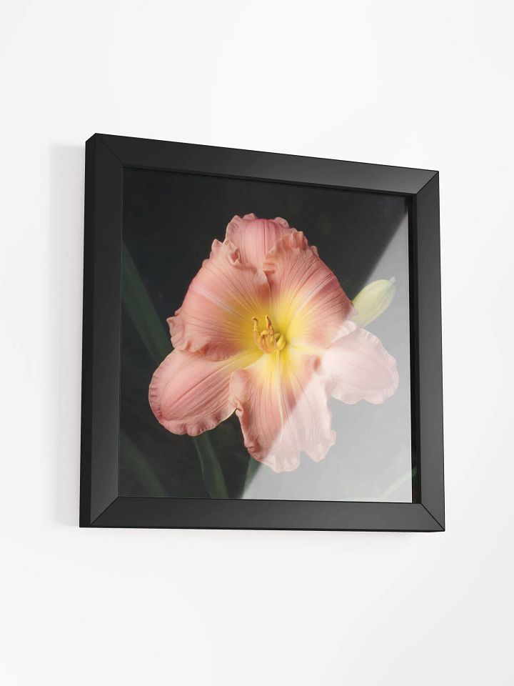 Blushing Beauty Daylily product image (2)