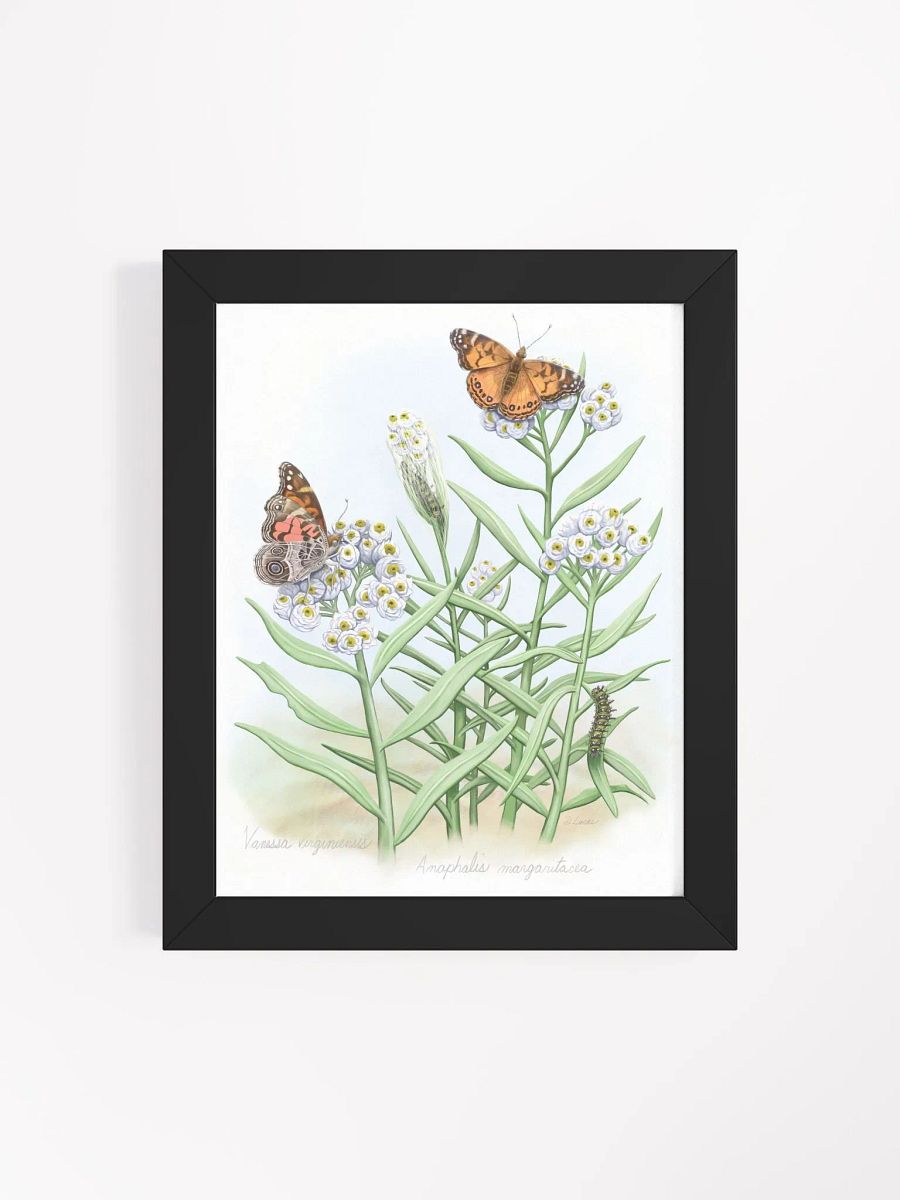 American Lady Butterflies product image (40)