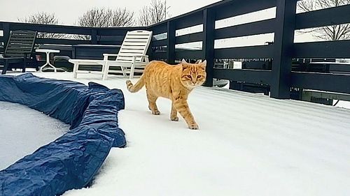 We have snow! (again)

#cats #Cat #catsoftheday #catsofinstagram #animals #animalsofinstagram #catsoftheworld