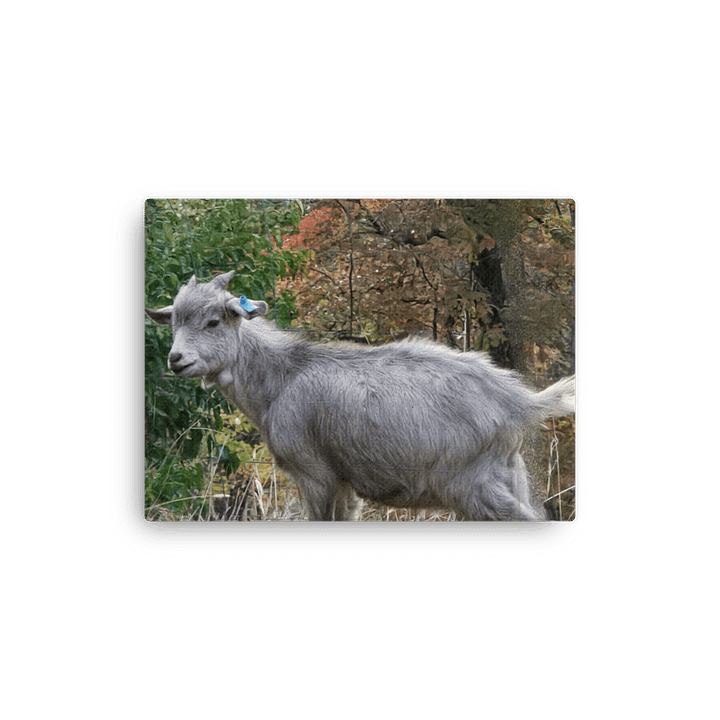 Autumn Goat Thin Canvas Print product image (2)