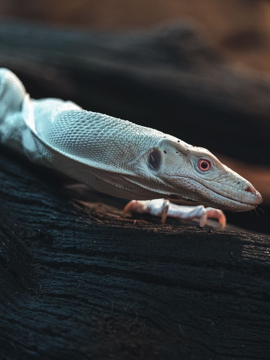 Pink-Eyed Leucistic Asian Water Monitor product image (1)