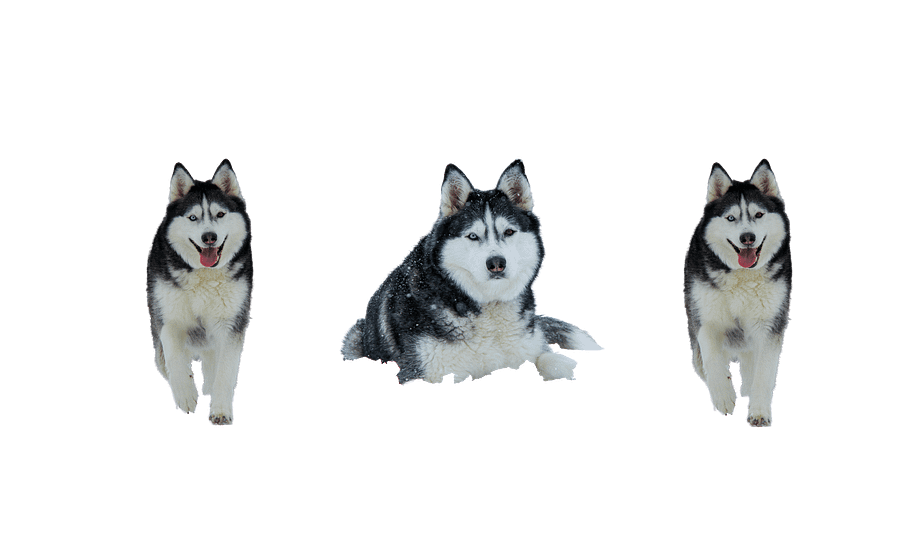 Majestic Siberian Husky with two different colored eyes product image (6)