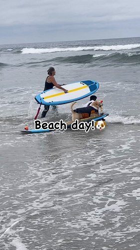 Beach day!🌊🐶

#hunterthebeagle #regalbeagle #hunterplussage #sagethecat #sagethetabby #hunter #hunterandsage #beachday #healt...