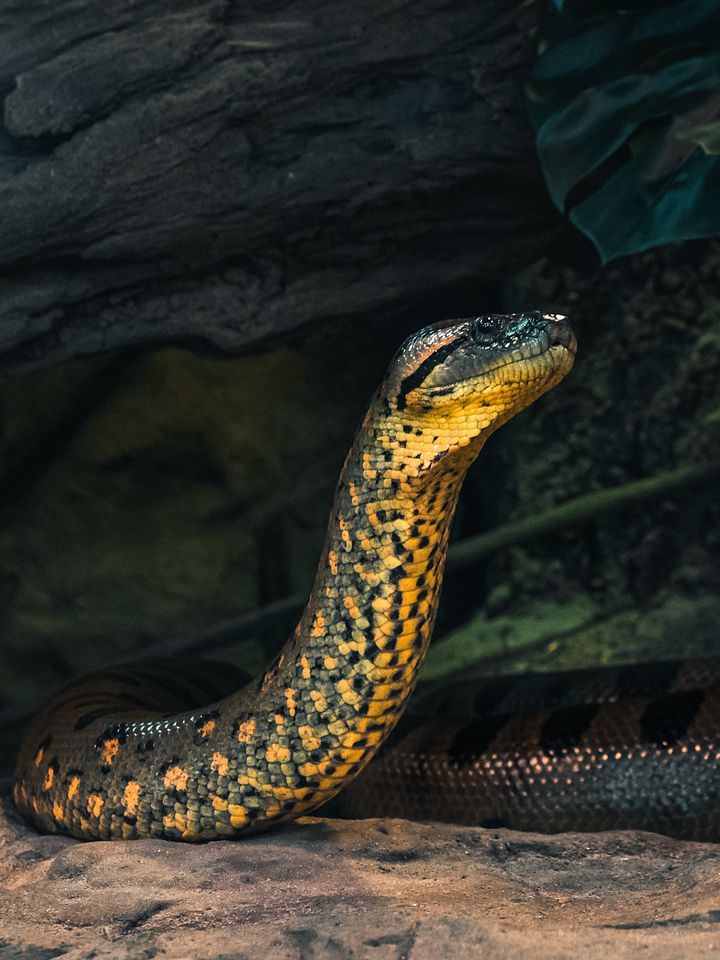 Green Anaconda Displayed product image (1)