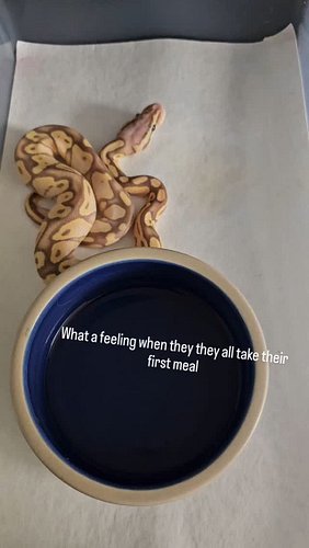 #ballpython #ballpythons #ballpythonbreeder #reptiles #ballpythonsofinstagram #nwballpythons #emeraldcityreptiles