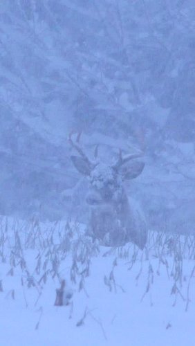 Mother Nature can be brutal some times.  So much respect for the animals and their will to survive.  It’s pretty remarkable. ...