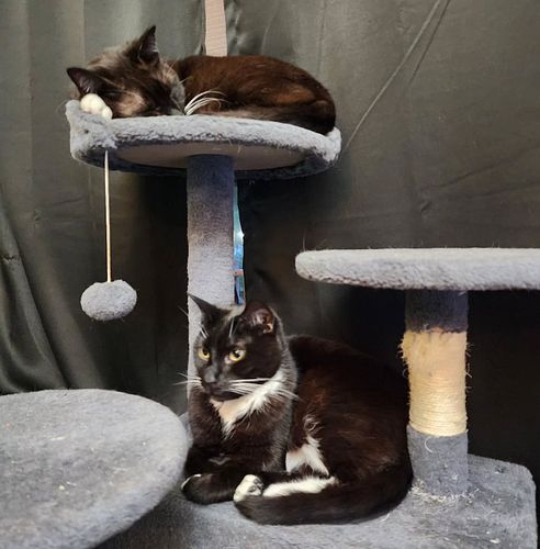 Your Daily Cute:  I brought their cat tree into my office, so they had a specific and special place to be while I'm in here w...