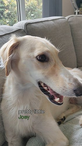 pretty little Joey ✨ I am nothing if not an incredibly doting dog mom 😅 #prettylittlebaby #dog #dogsofınstagram #saluki #resc...