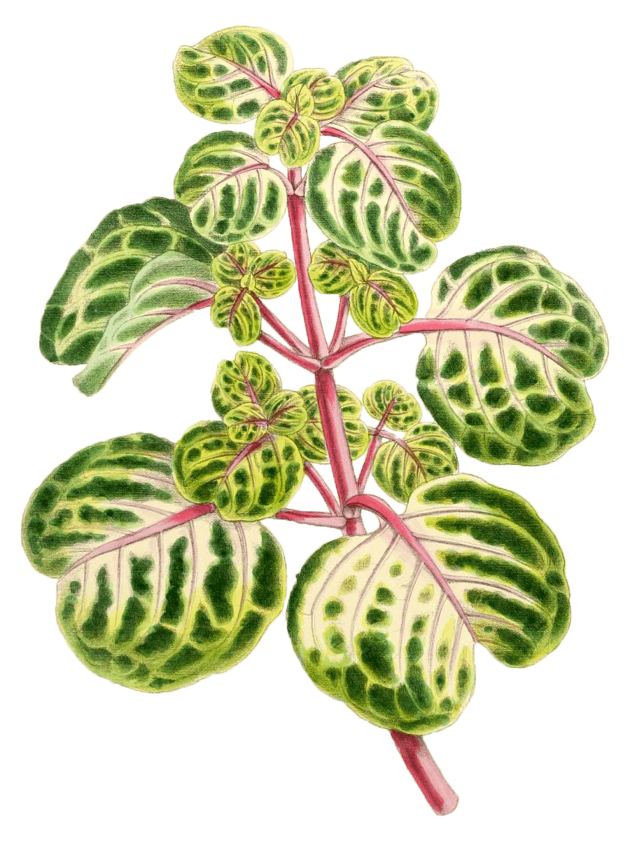 Iresine Herbstii Aureo Reticulata - PNG/JPG - 1867 Botanical Illustration - Royalty Free Vintage Plant and Botanical Image product image (1)